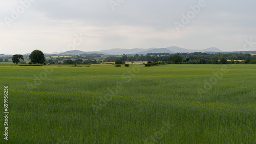 A plane barley field leads away to trees and hedges and distant misty Lake District hills beyond