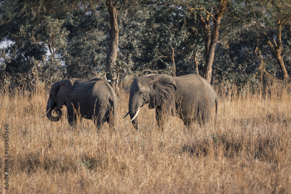 Fototapeta premium elephants in the savannah