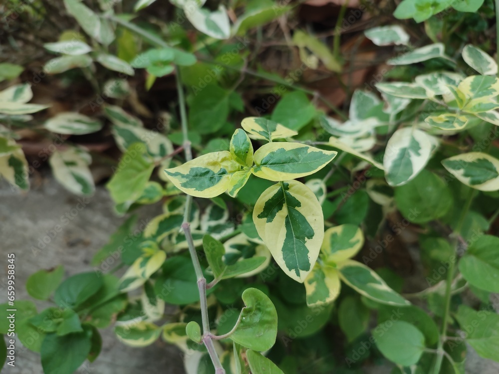 Alternanthera Ficoidea snowball plant with green leaves and white patterns Alternanthera Ficoidea snowball plant with green leaves and white patterns