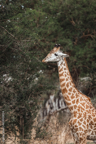 giraffe in the wild eating from a tree