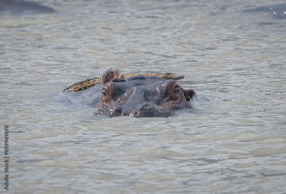 Baby crocodile getting a lift on the back of a hippo Baby crocodile getting a lift on the back of a hippo