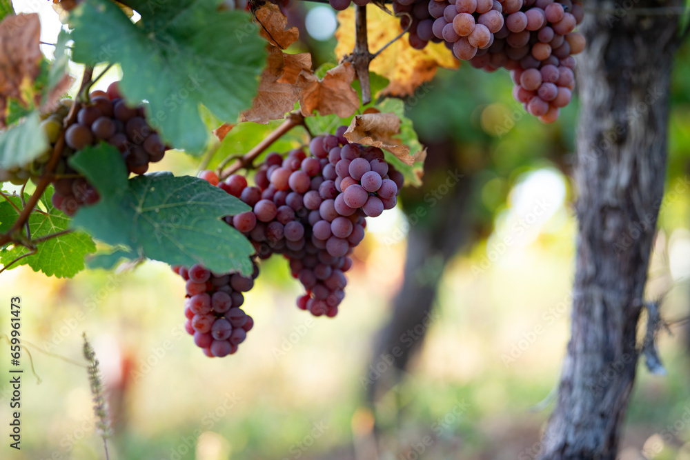 Vineyard with ripe grapes in autumn light. Close-up on  ripe grapes on vine in evening sun. Autumn background.