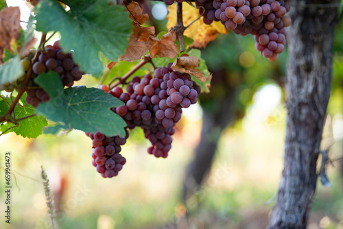 Vineyard with ripe grapes in autumn light. Close-up on ripe grapes on vine in evening sun. Autumn background.
