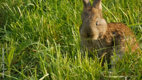 Little young brown rabbit or hare runs in the green grass in spring. Easter concept. Close up view