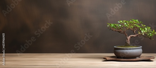 Bonsai Pot on wooden table