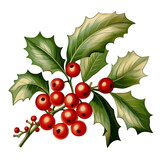 Christmas decorations Holly on transparent background