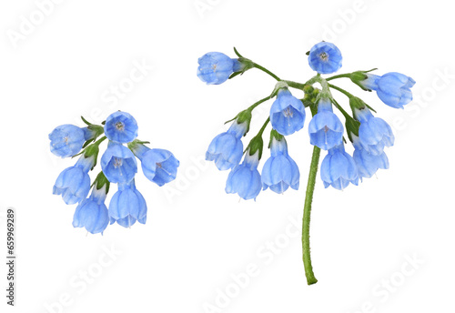 Set of blue symphytum flowers and buds isolated on white or transparent background photo