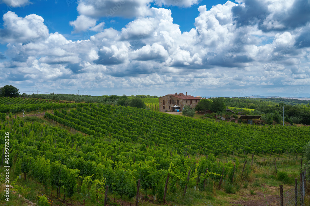 Vineyards of Chianti near Castelnuovo Berardenga, Siena province