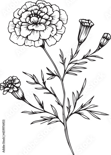 black marigold wall art, marigold wall print, marigold drawing tattoo, marigold line drawing tattoo, marigold fine line tattoo, October birth flower marigold fine line tattoo, cosmos october birth 