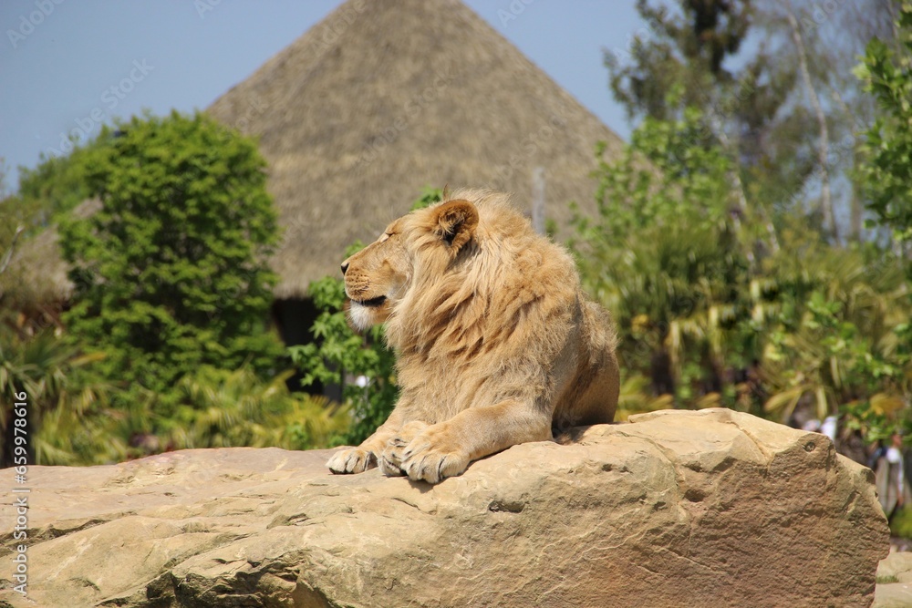 Naklejka premium lion