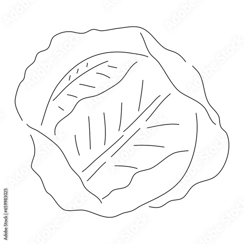 Doodle-style cabbage icon with a hand-drawn black sketch. Vector editable stroke.