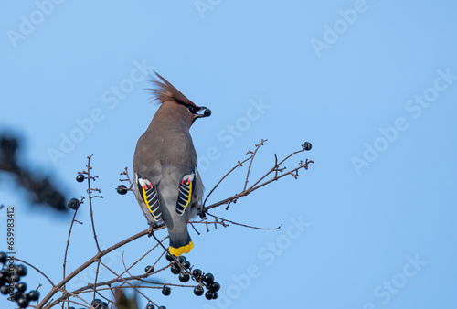 bird on a branch