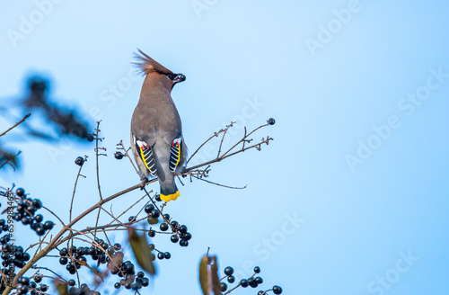 bird on a branch