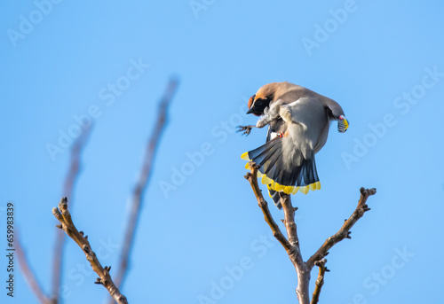 bird on a branch