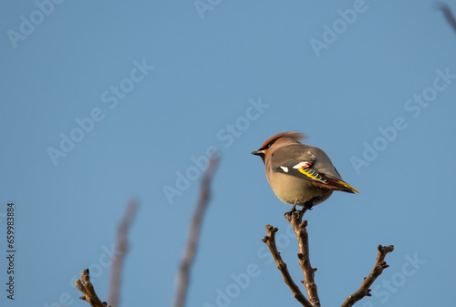 a bird