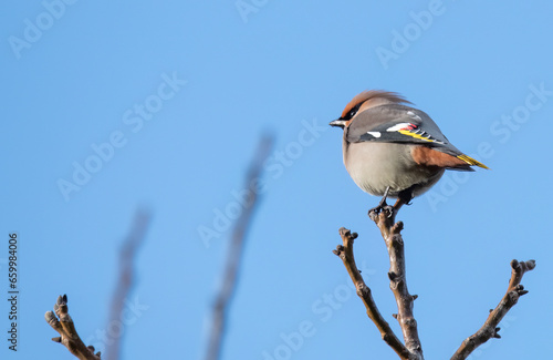bird on a branch