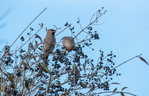 bird on a tree