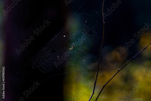 spider web with dew