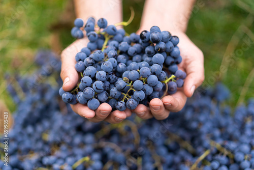 Blue grapes. Wine grapes background. Farmers hands with freshly harvested black grapes