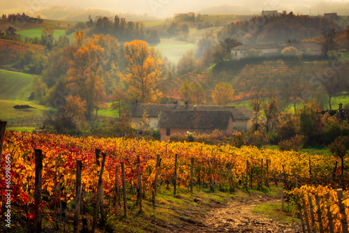 Konstfotografi Colorful wineyards in Autumn in the Piedmontese Langhe Unesco