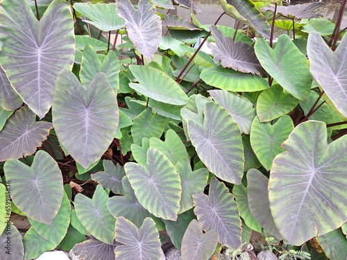 close up of leaves of Elephant Ear along the canal