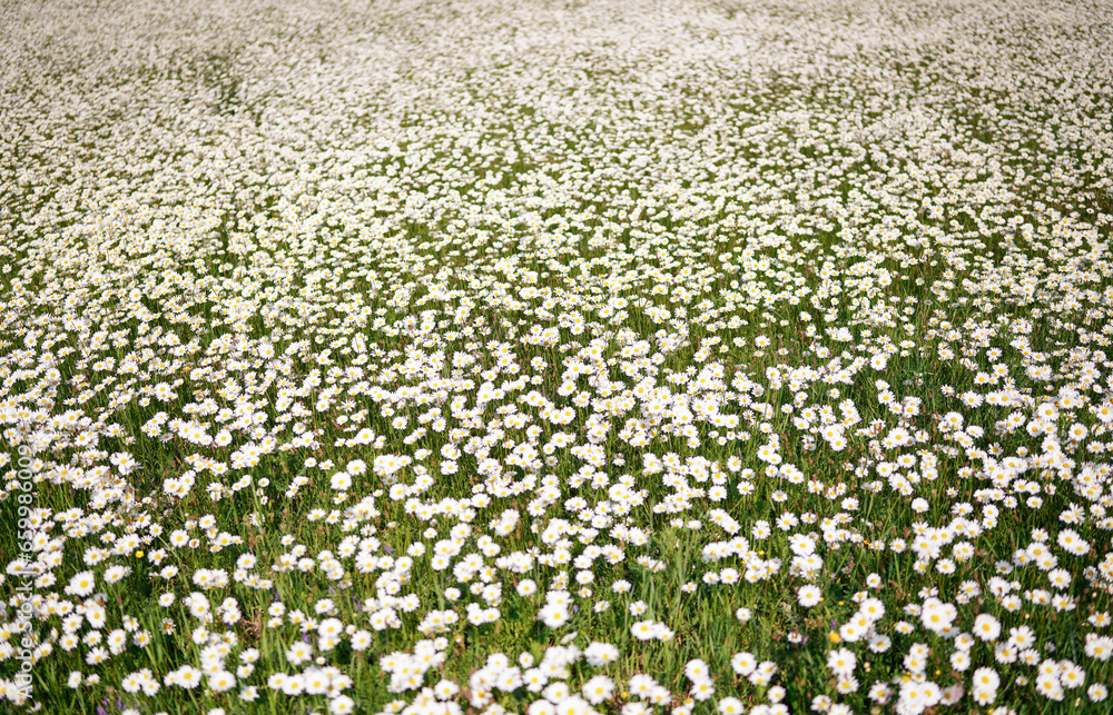 Sun lit spring meadow with many daisy flowers blooming, shallow depth of field photo, only few petals in focus Sun lit spring meadow with many daisy flowers blooming, shallow depth of field photo, only few petals in focus