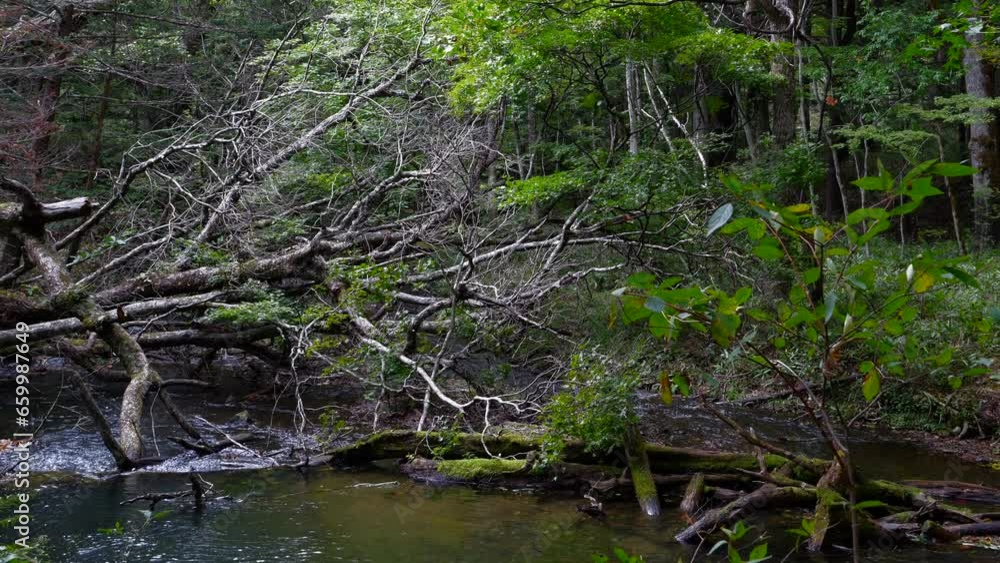 Forest landscape with dead trees that have fallen into the creek. Forest landscape with dead trees that have fallen into the creek.