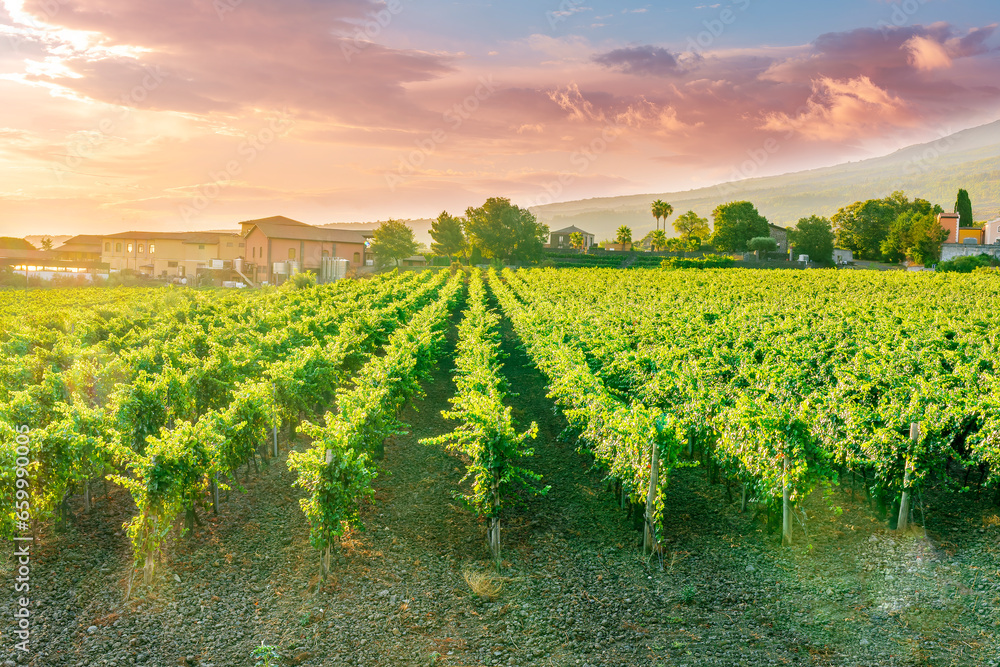rows of wineyard with grape on a winery during sunset, panoramic view of wine farm with grape plantation in Italy