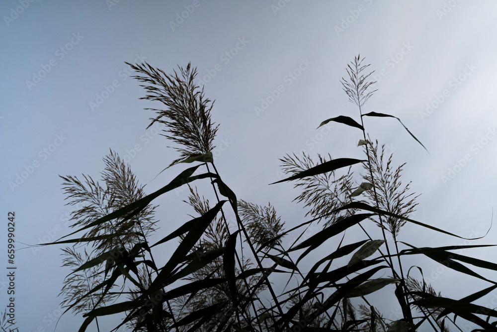 Obraz premium reeds in the sky