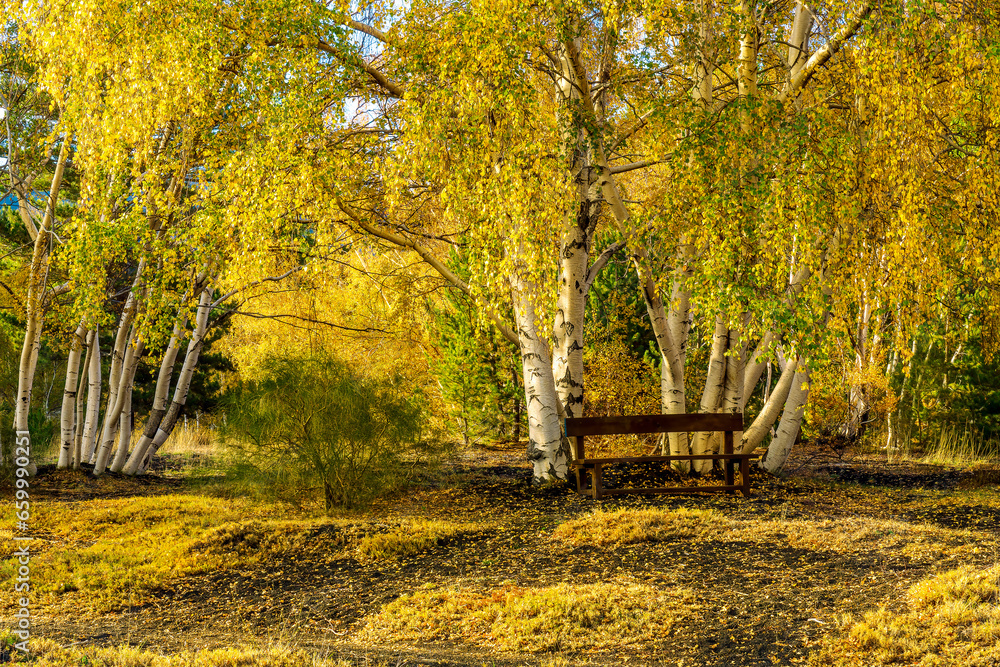 autumn landscape of a relaxation place in yellow forest with beautiful brown bench among birches ane yellow fall leaves autumn landscape of a relaxation place in yellow forest with beautiful brown bench among birches ane yellow fall leaves