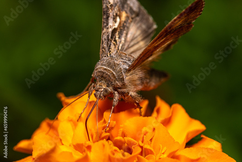 butterfly on a flower © Zdenek