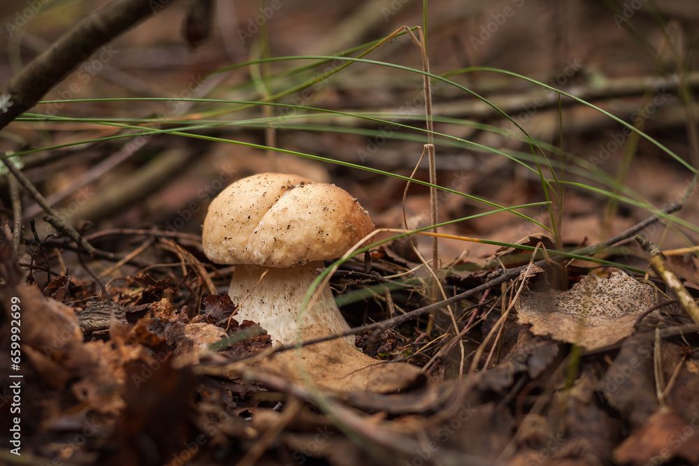 White mushroom in the forest. (Boletus edulis). Small depth of field. White mushroom in the forest. (Boletus edulis). Small depth of field.