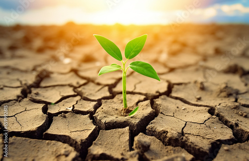 Green sprout growing on dry cracked earth background. Global warming and climate change concept. World Environment Day, Earth Day Concept. Carbon Trading Concept.
