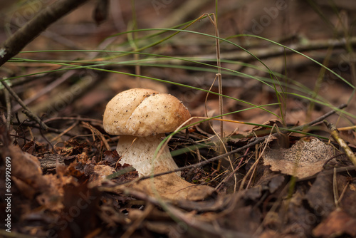 White mushroom in the forest. (Boletus edulis). Small depth of field.