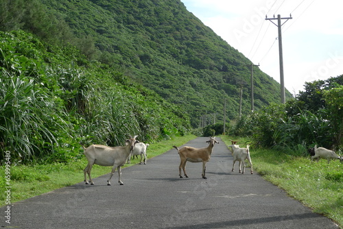 A herd of wild goats roaming in the wilderness(Lanyu,Taiwan)