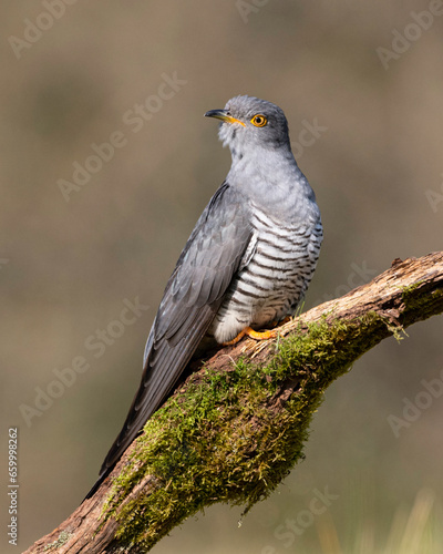 Colin the Cuckoo at Thursley Nature Reserve in Surrey