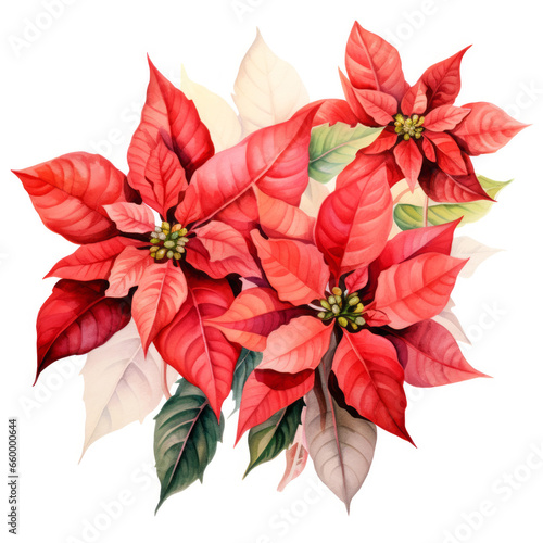 Red poinsettia flower watercolor illustration isolated on a white background