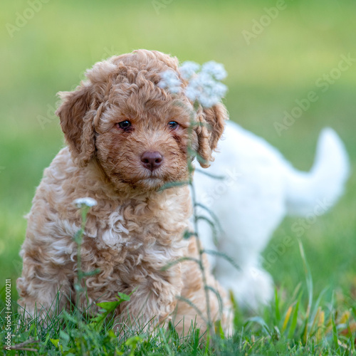 autumn puppies with flowers