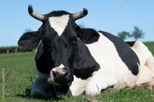 a black and white spotted cow lies in a green pasture and looks into the camera. The animal has horns that point upwards. The sky in the background is blue.