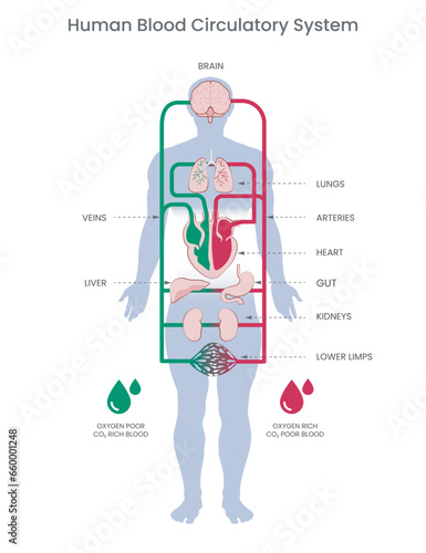 Blood circulation system. Stylized heart anatomy, diagram. Human circulatory system. Blood circulates through arteries and veins vector illustration diagram, blood vessels scheme. Medical infographic
