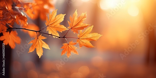 Beautiful orange autumn maple leaves close up in the forest with soft focus at sunset.