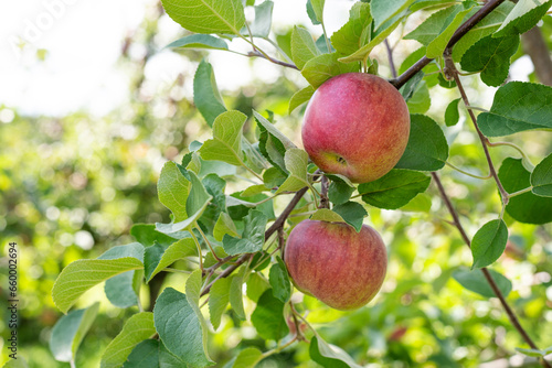 Fresh ripe red apples in tree during harvest season