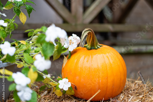 Autumn Harvest with pumpkins, gourds and colorful mums taken in New England