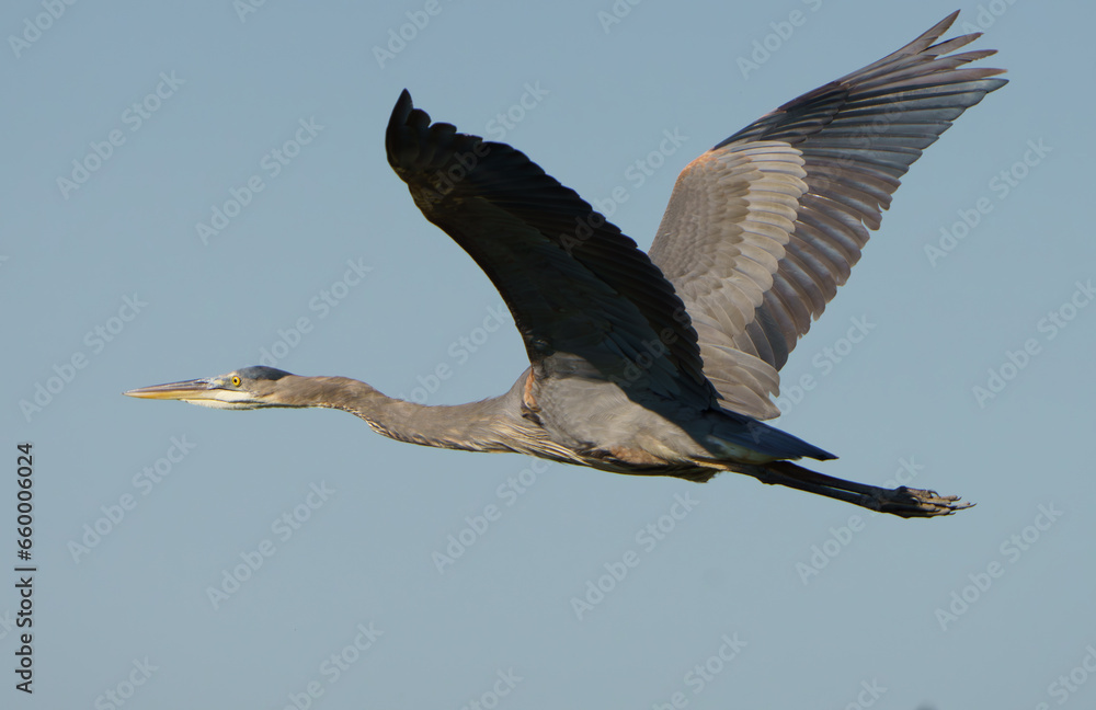 Obraz premium Great Blue Heron taking flight during sunrise, summer, Fishers, Indiana.