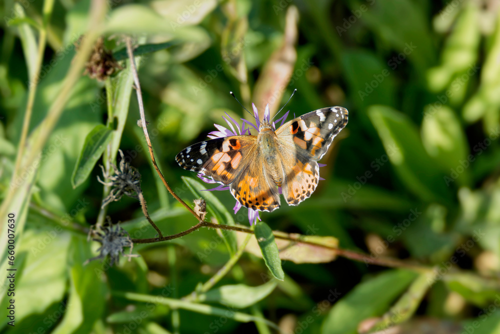 Painted Lady (Vanessa cardui) butterfly perched on a pink flower in Zurich, Switzerland Painted Lady (Vanessa cardui) butterfly perched on a pink flower in Zurich, Switzerland