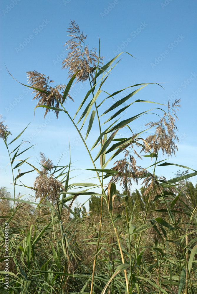 Typha latifolia, Massette, Station biologique des eaux usées.,Honfleur, 14, Calvados, France Typha latifolia, Massette, Station biologique des eaux usées.,Honfleur, 14, Calvados, France