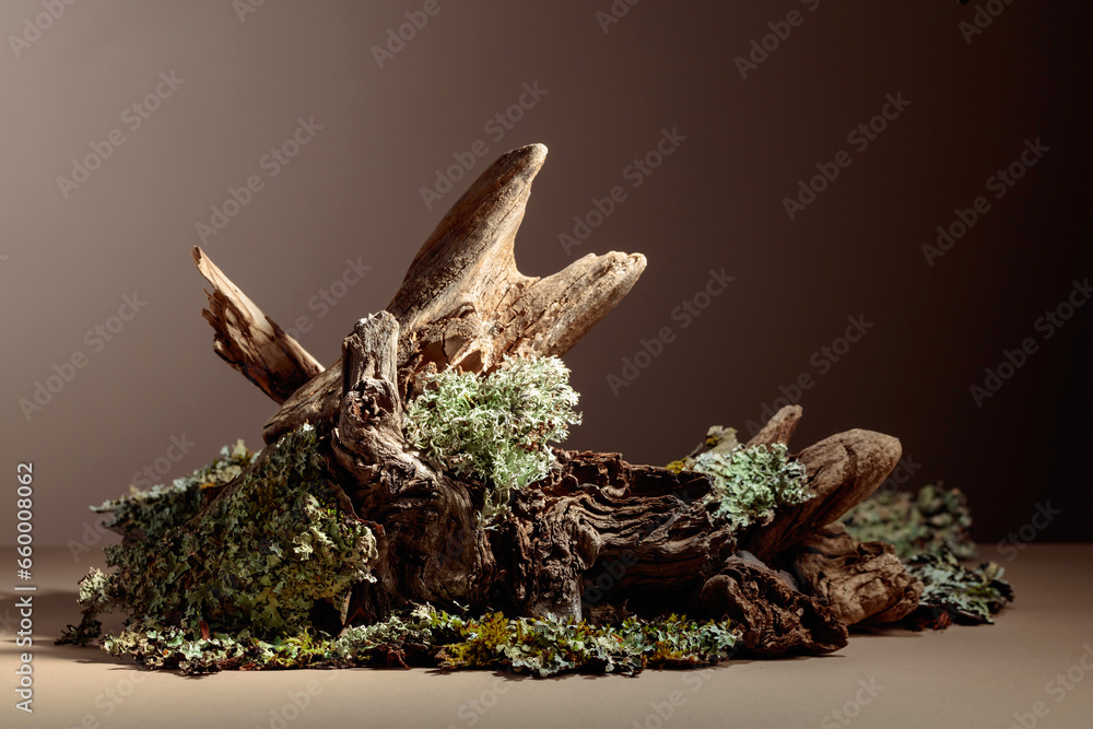 Fototapeta premium Abstract north nature scene with a composition of lichen and dry snags.