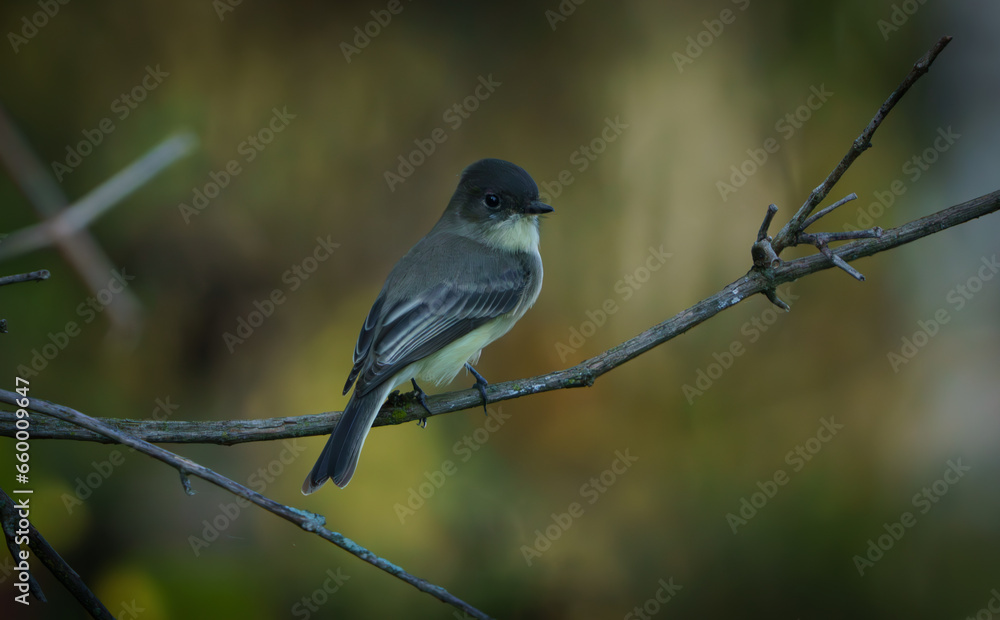 Eastern Phoebe perched on branch next to creek, Fishers Indiana, Summer. Eastern Phoebe perched on branch next to creek, Fishers Indiana, Summer.