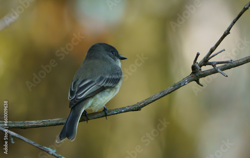 Eastern Phoebe perched on branch next to creek, Fishers Indiana, Summer.