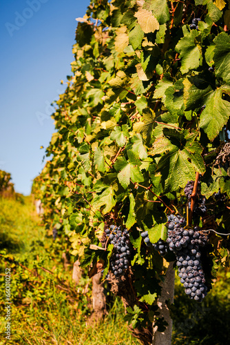 The hand harvesting, vendemmia, in the Brachetto vineyards around Acqui terme, late September 2023.